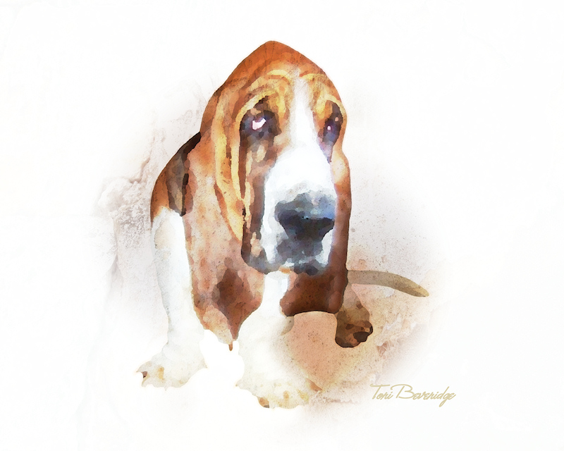 Basset Hound by ToriB