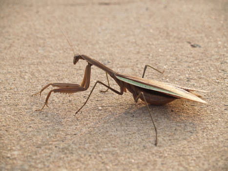 Mantis Profile