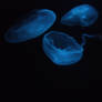 blue jellies