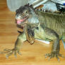 My Iguana 1