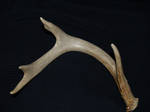 Deer Antler by Irie-Stock