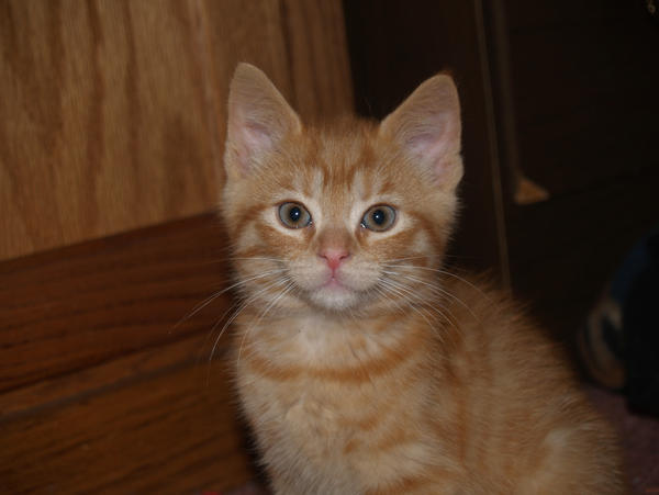 Pumpkin Kitten Stock again