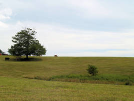 West Virginia meadow