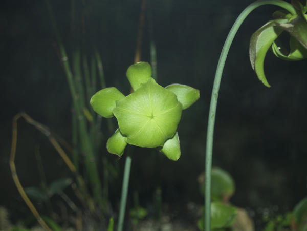 Carnivorous plant stock 3