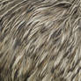 Emu feather texture