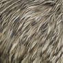 Emu feather texture