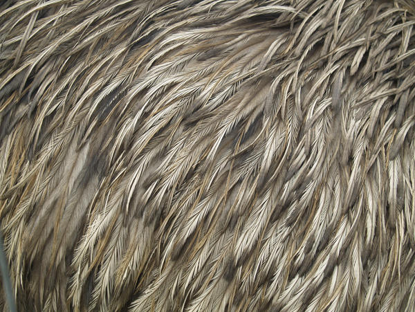 Emu feather texture