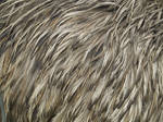 Emu feather texture