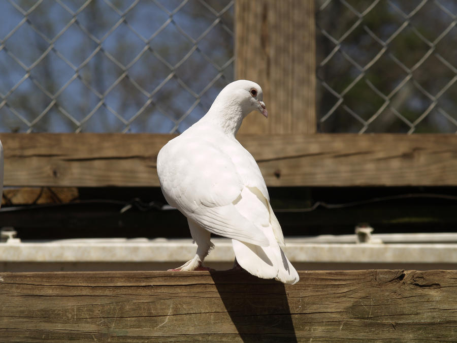 Dove