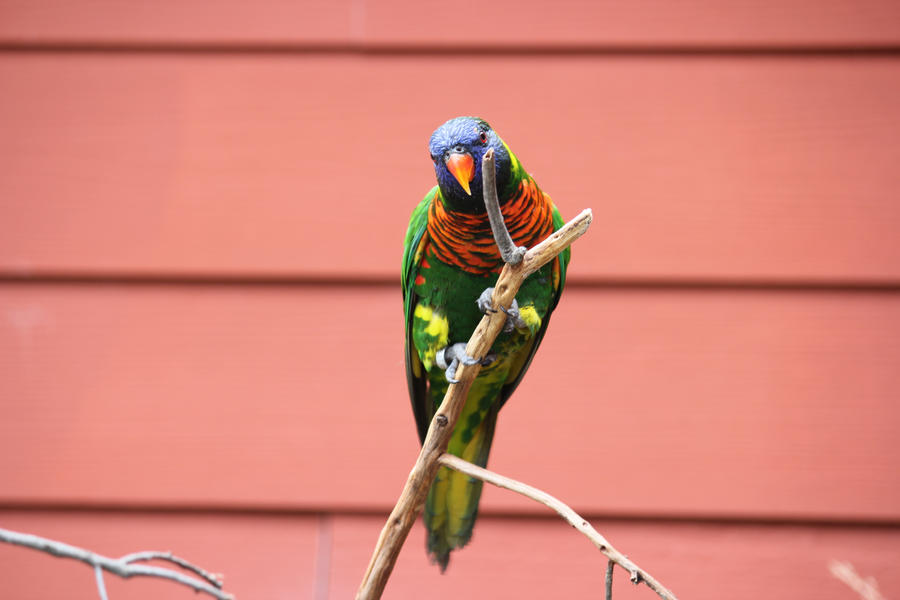 Bird from Zoo