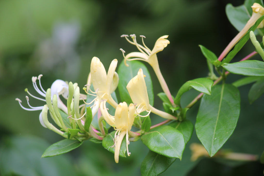 Honeysuckle