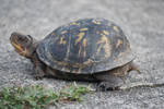 Eastern Box Turtle 6 by Irie-Stock