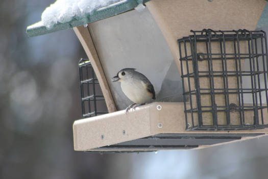 Bird eating a seed at feeder
