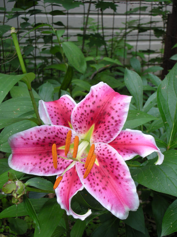 Stargazer Lily 2