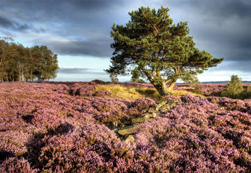 Stanton moor