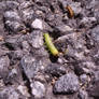 Just crawling on the tarmac.