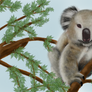 Lone Koala