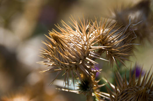 Spiky Artichoke