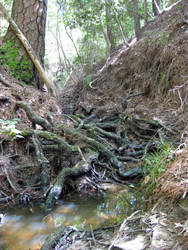 Water Roots