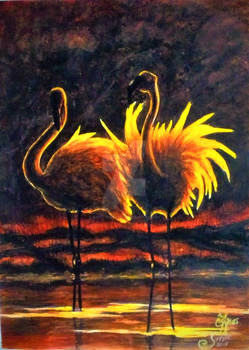 Flamingoes in the sunset