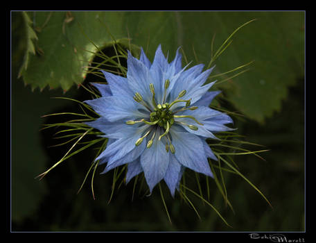 love-in-a-mist