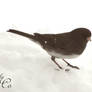 Snow Junco