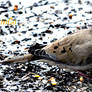 Pretty Mourning Dove