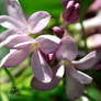 Deep Purple Blooms