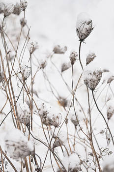 And A Basket Full Of Snow