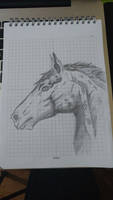 Sketch of A Horse