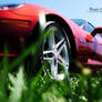 Z06 in the grass