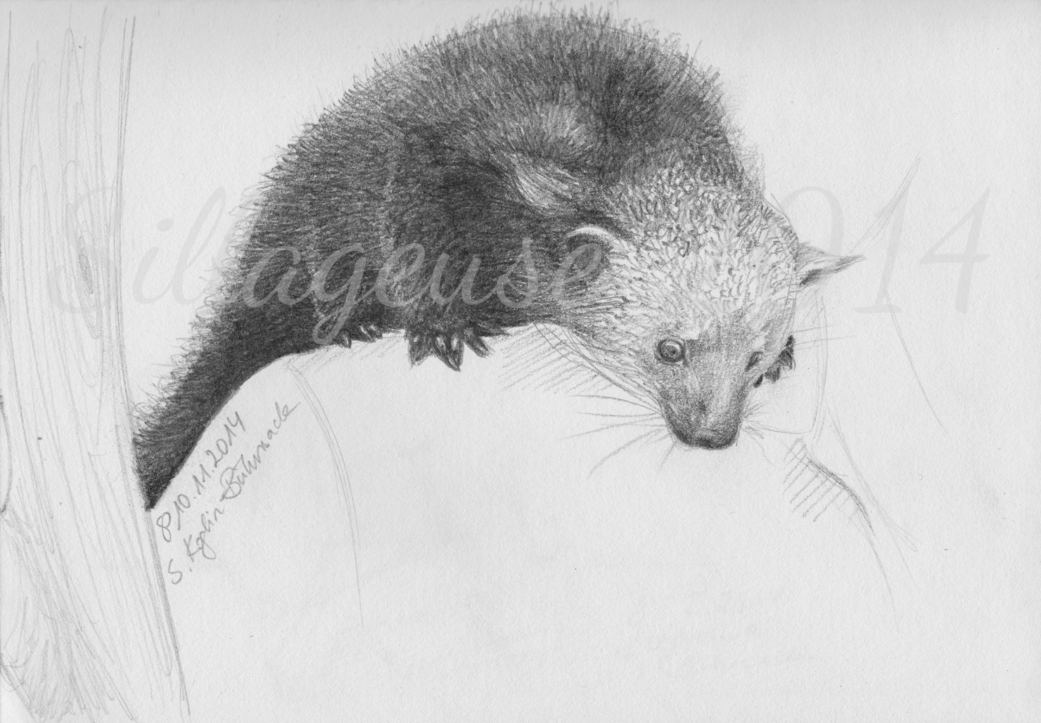 Binturong pencil drawing