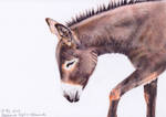Donkey (colour pencils) by Sillageuse