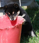 What's in a bucket? by Ryukai
