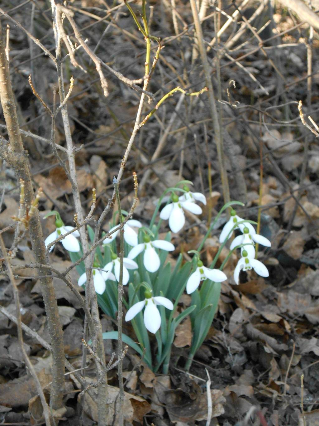 Snowdrops