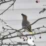 Pretty..Hungry..Bird III