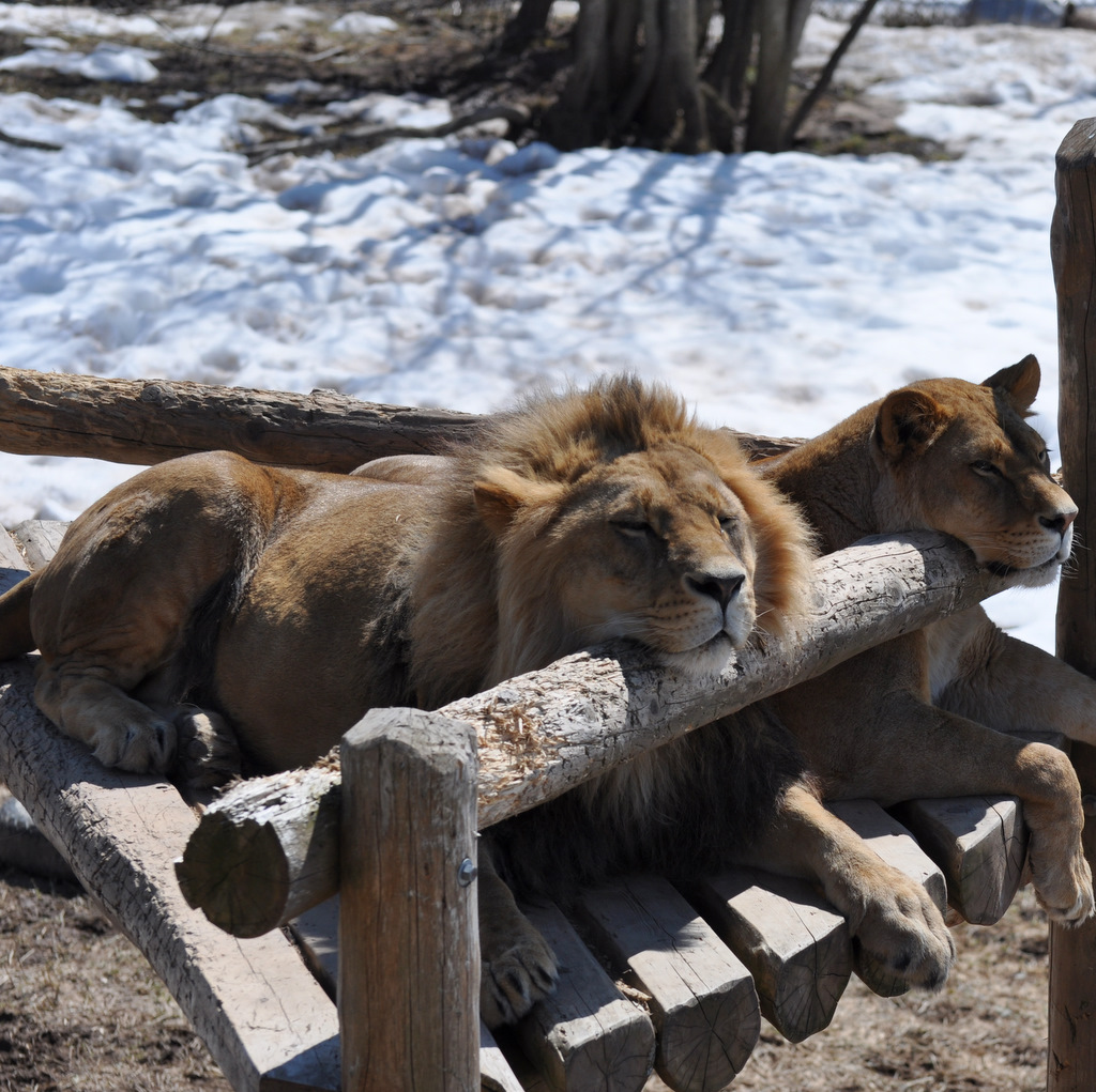 Workin on their Tans