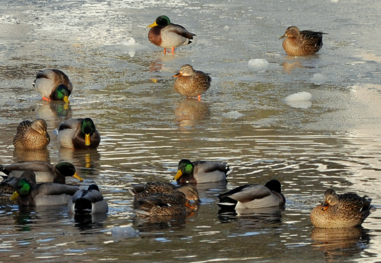 A Frozen Flock