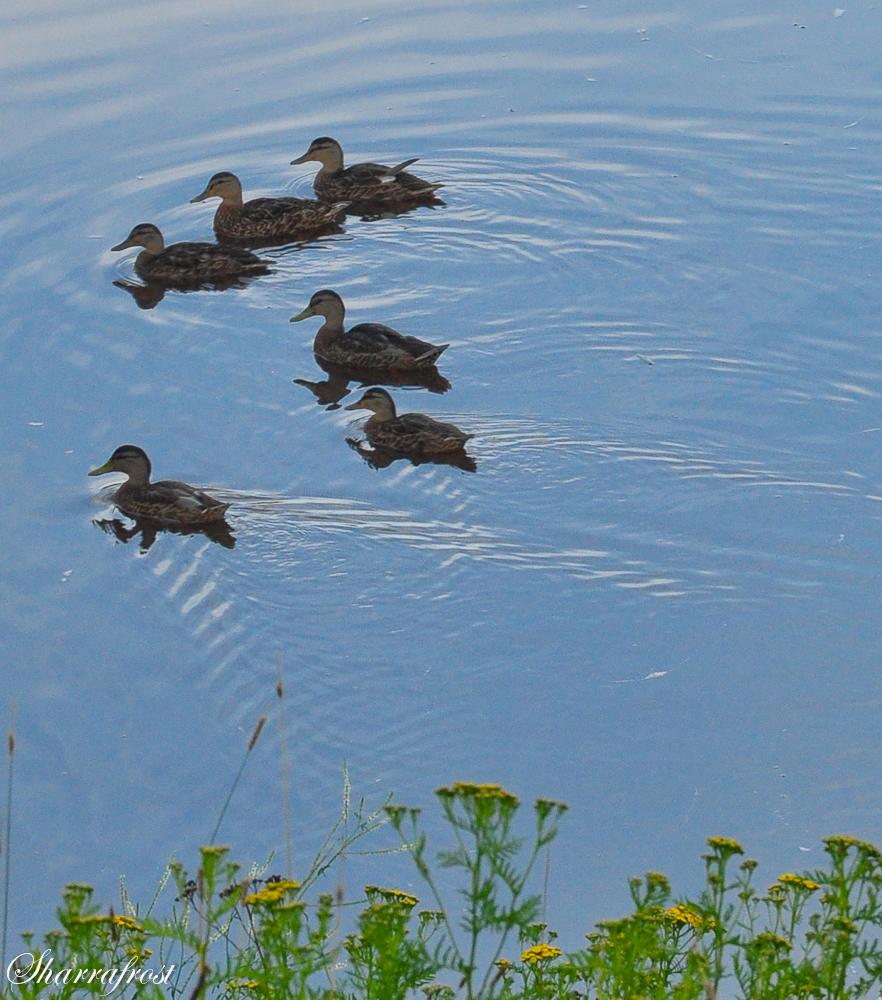 Early Morning Family Outing