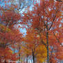 Autumn Canopy