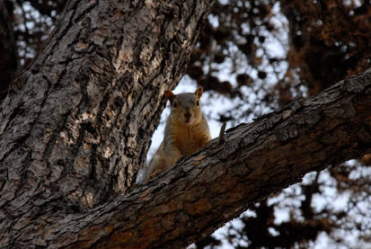 Squirrel 03