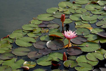 Water Lilies 05