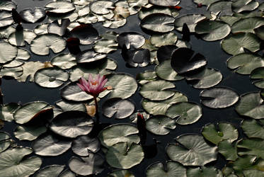 Water Lilies 06