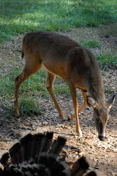 Dauset Deer 2