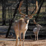 Pine Mountain Safari 198