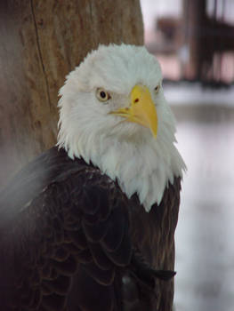 Bald Eagle