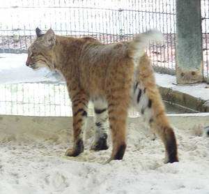 Bobcat 05