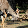 Fight Amongst the Kudu