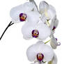 Orchid Mania 3