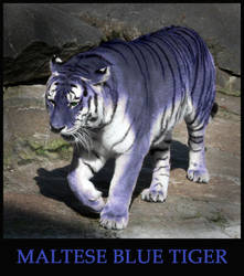 Maltese Blue Tiger